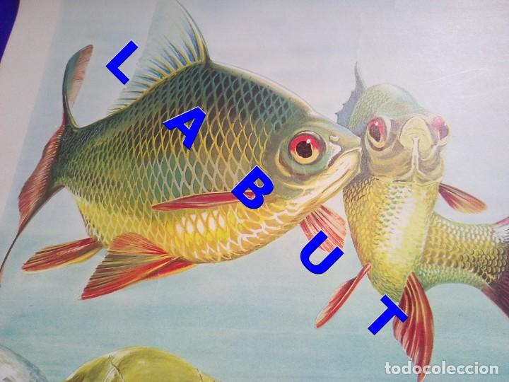 Arte: BARBO VERDE O DE LATON LITOGRAFIA 40 CM FIRMADA FEDERICO C1C