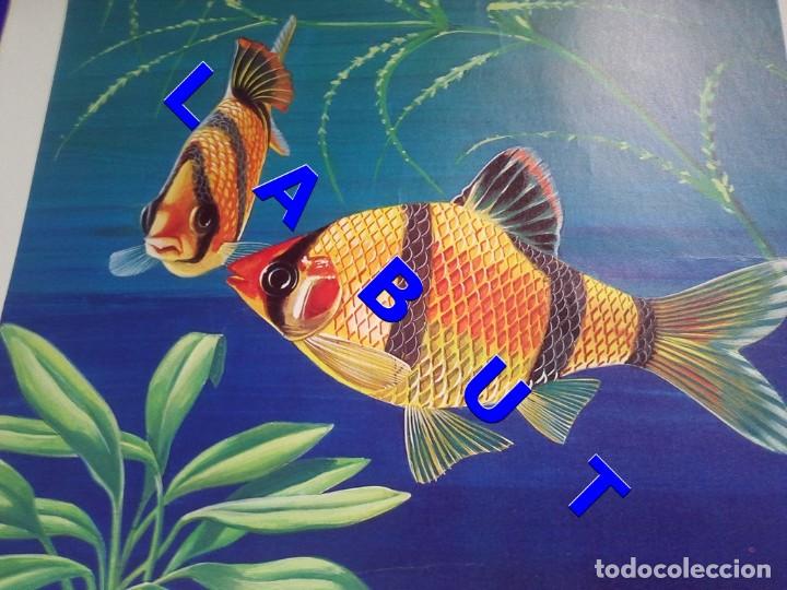 Arte: BARBO TIGRE O DE SUMATRA LITOGRAFIA 40 CM FIRMADA FEDERICO C1C