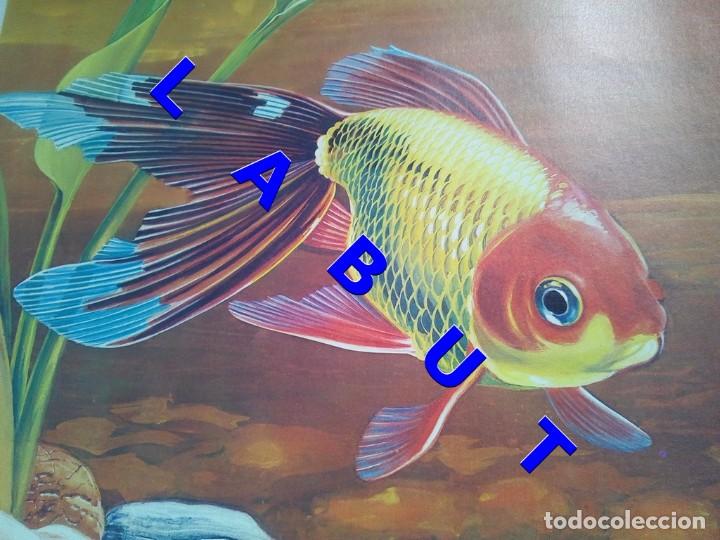 Arte: PEZ ROJO DE CHINA COLA DE VELO LITOGRAFIA 40 CM FIRMADA FEDERICO C1C