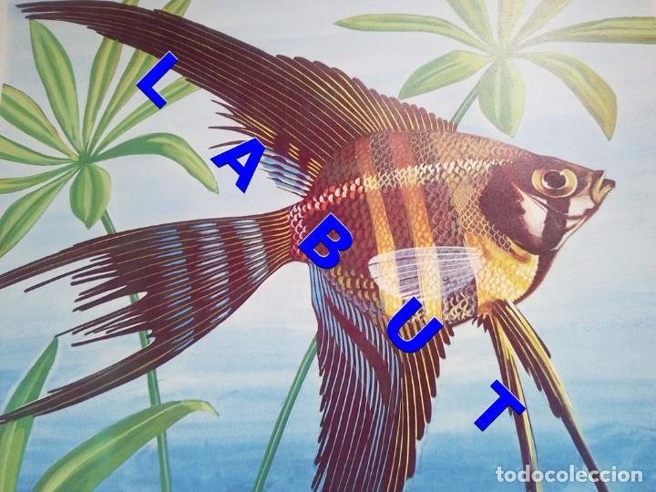 Arte: PEZ ANGEL O ESCALARIS LITOGRAFIA 40 CM FIRMADA FEDERICO C1C