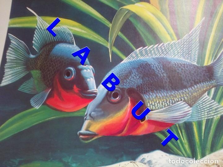 Arte: PERCA VARIADA DE BOCA DE FUEGO LITOGRAFIA 40 CM FIRMADA FEDERICO C1C