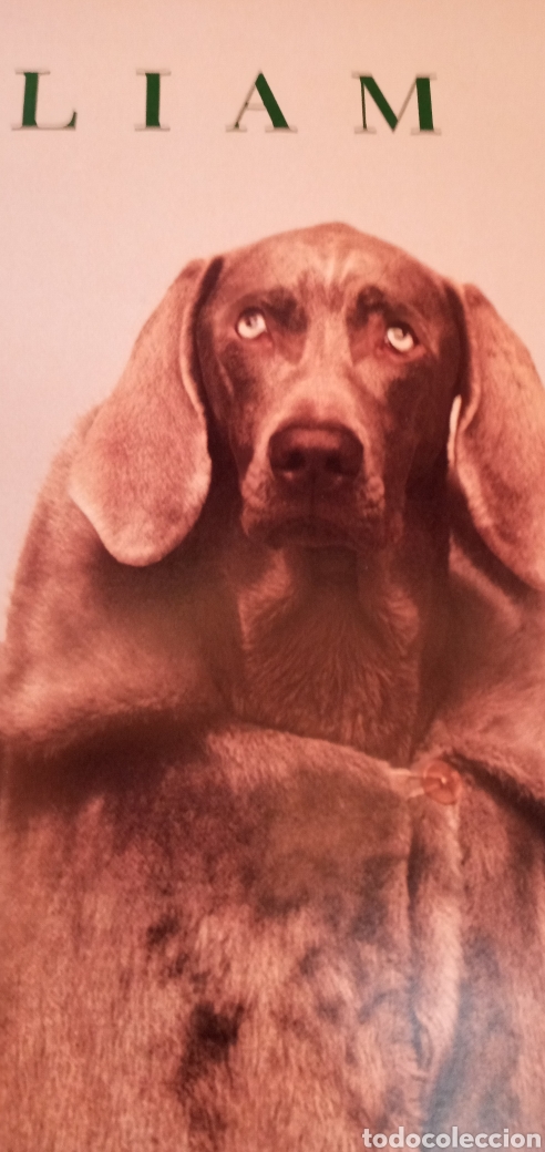 Arte: WILLIAM WEGMAN GRAN CARTEL - Foto 6