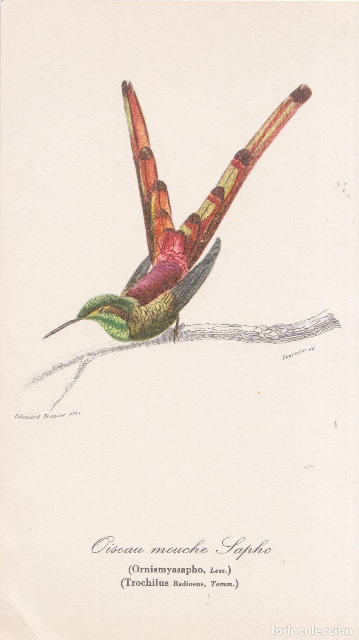 Art: AVES - OISEAU MOUCHE SAPHO (ORNISMYASAPHO, LESS,) ILUSTRADO POR FOURNIER (10,5X18,3)