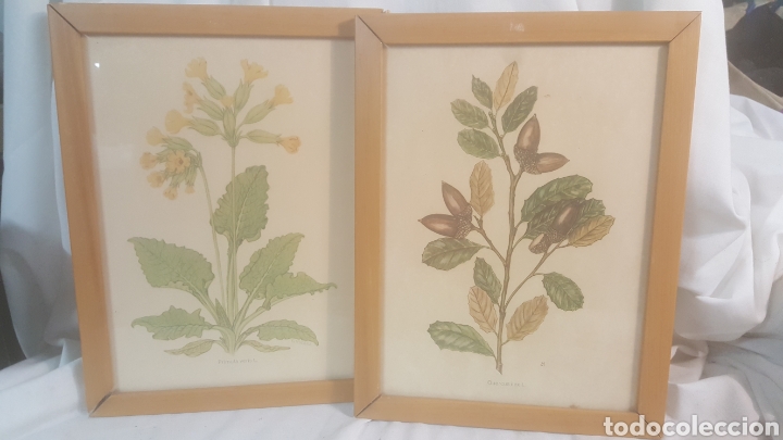 Arte: 2 LITOGRAF&Iacute;AS ENMARCADAS DE MOTIVO VEGETAL