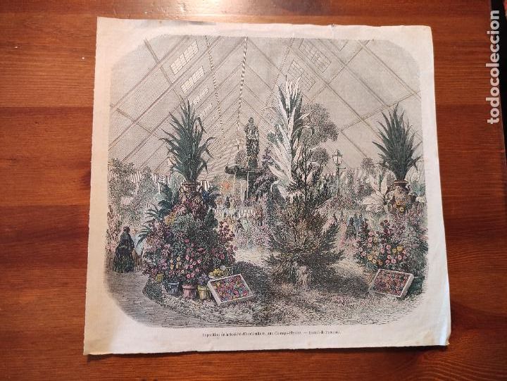 Arte: Exposition de la Societe d&rsquo;horticulture, aux Champs- Elysees. Dessin de Freeman - 25x23 coloreada