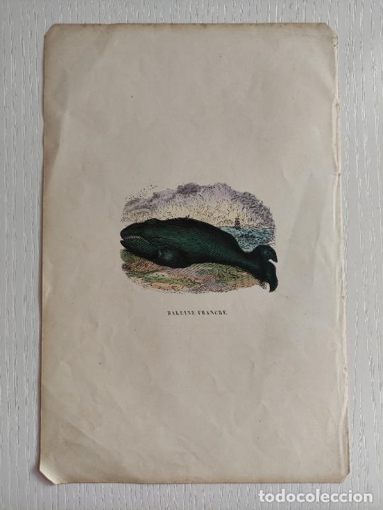 Arte: Baleine franche - 16x17 - Foto 1