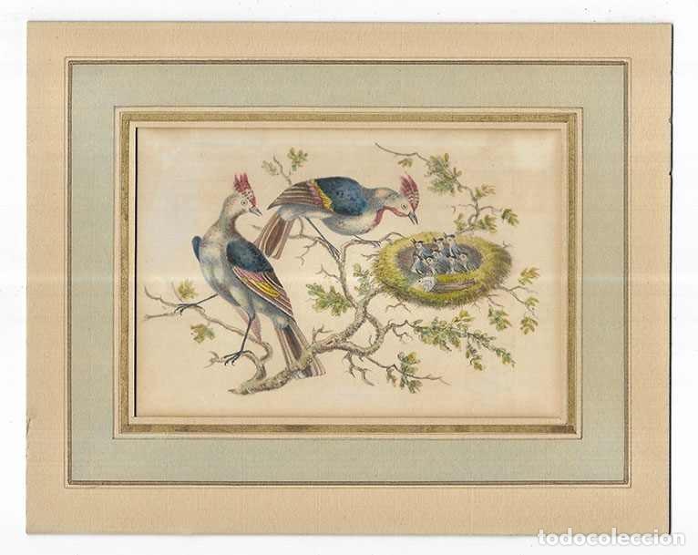 Arte: Litografia Inglesa (1830) Pajaros - Foto 1