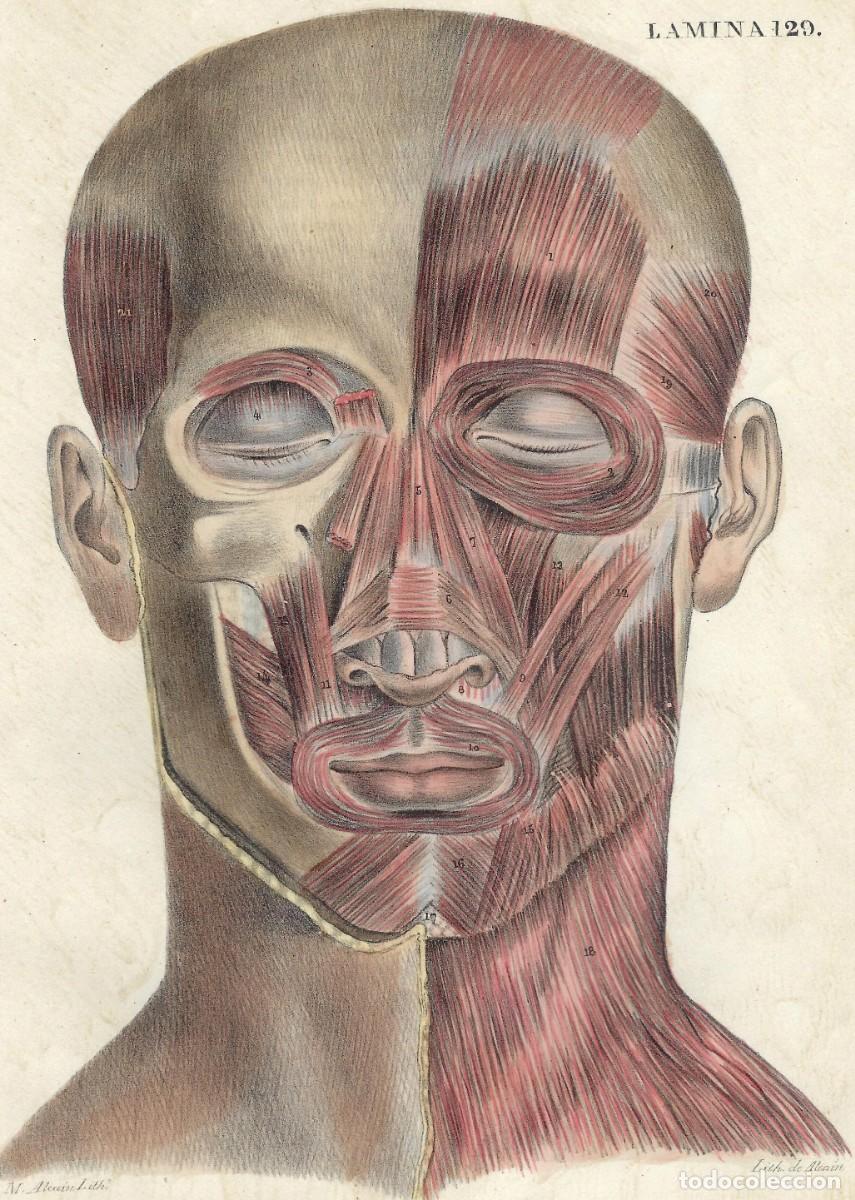 1844 - s. xix -litografia medicina cabeza, músc - Compra venta en  todocoleccion