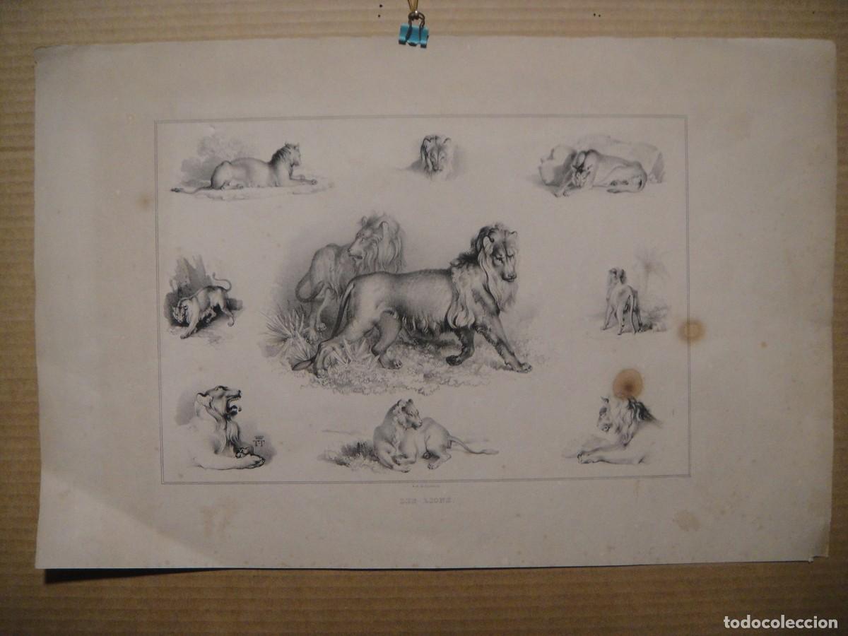Arte: les lions , litografia mercier