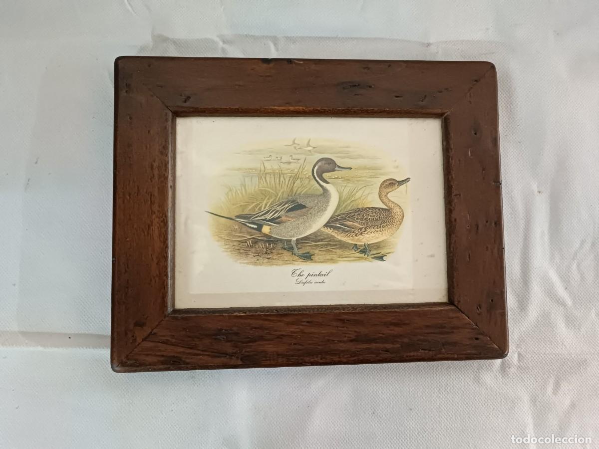 Art: Dos litograf&iacute;as de patos a color