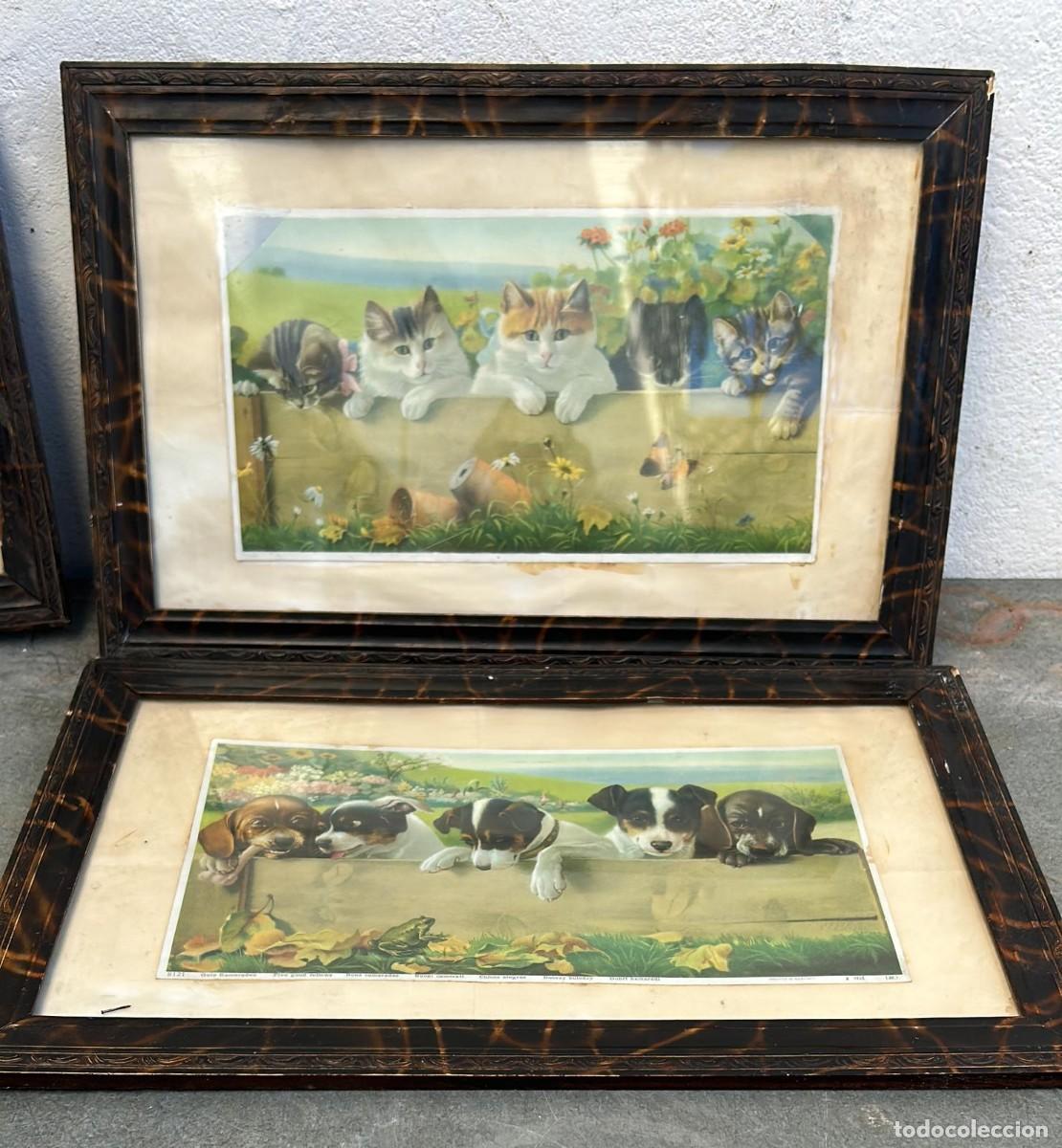 Arte: LITOGRAFIAS ANTIGUAS DE PERROS Y GATOS DE 36 X 56 CMS. ALTO 4 CMS. MARCO CON CRISTAL
