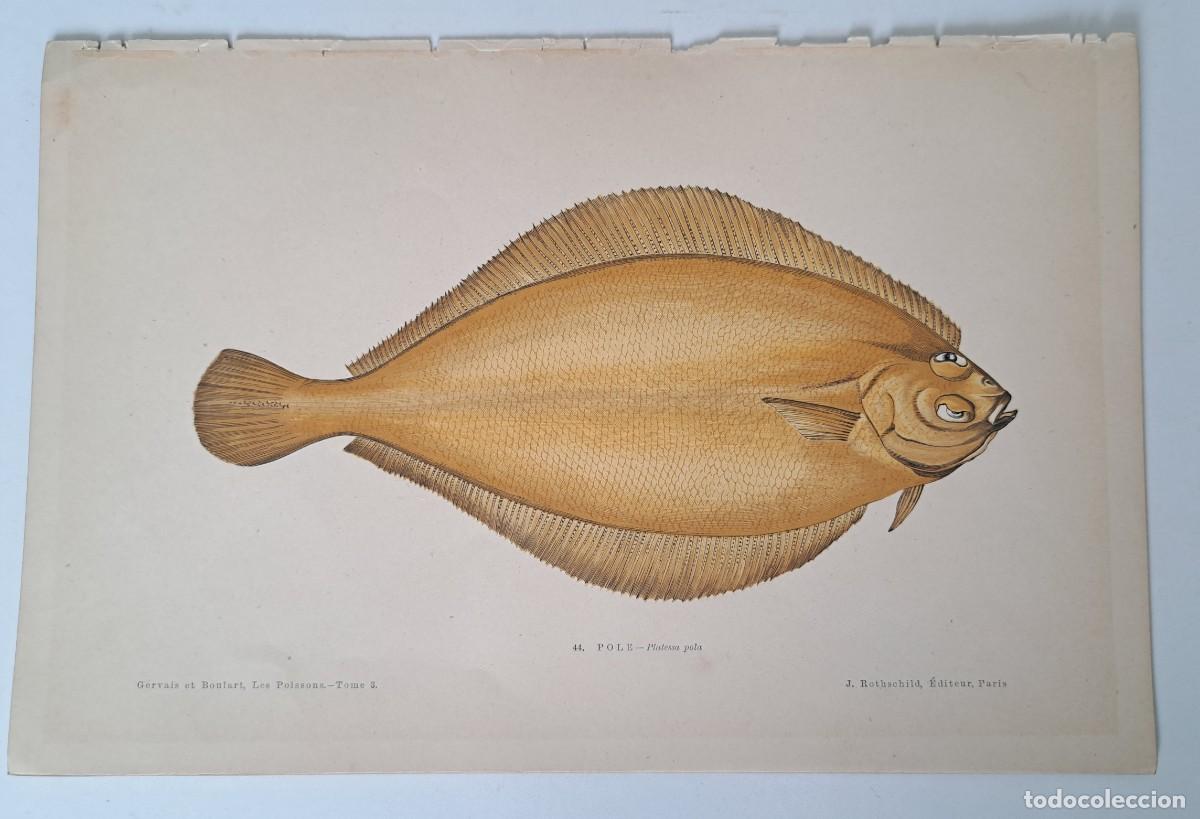 Arte: PRECIOSA LITOGRAFIA DE 1876 - LES POISSONS - LOS PECES - GERVAIS ET BOULART - POLE - PLATESSA POLA -