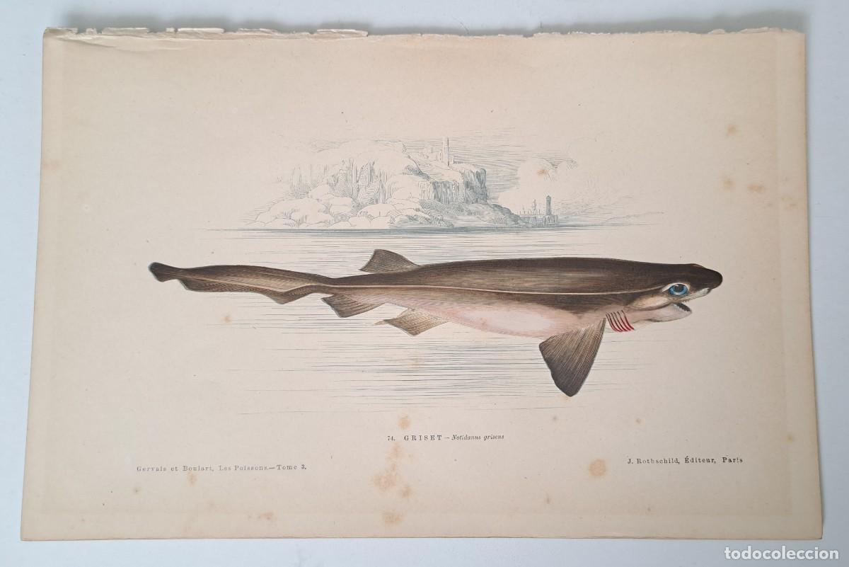 Arte: PRECIOSA LITOGRAFIA DE 1876 DEL LIBRO LES POISSONS - LOS PECES - GERVAIS ET BOULART - GRISET - NOTID