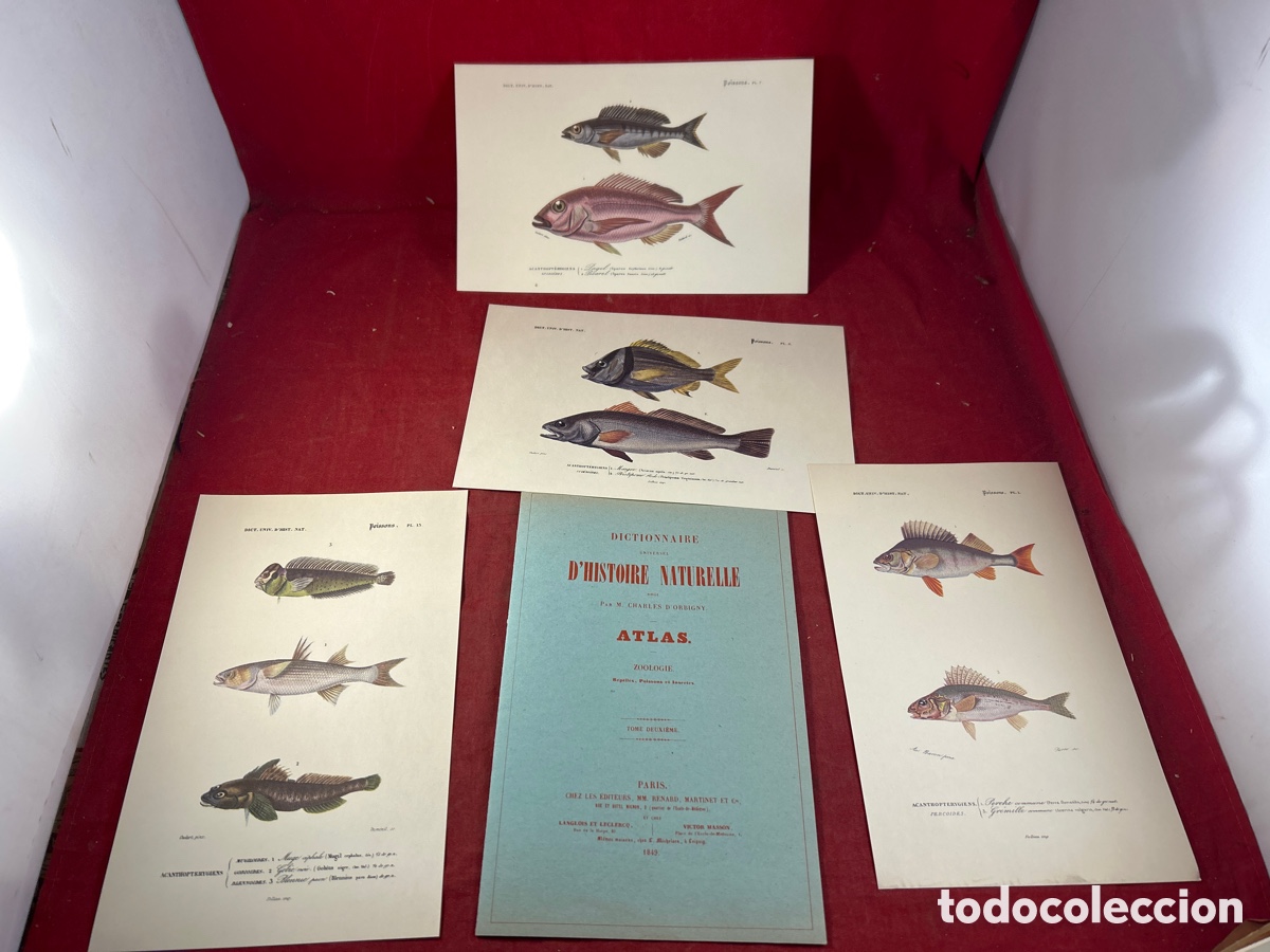 Arte: L&Aacute;MINAS DE PECES HISTORIA NATURAL 1849