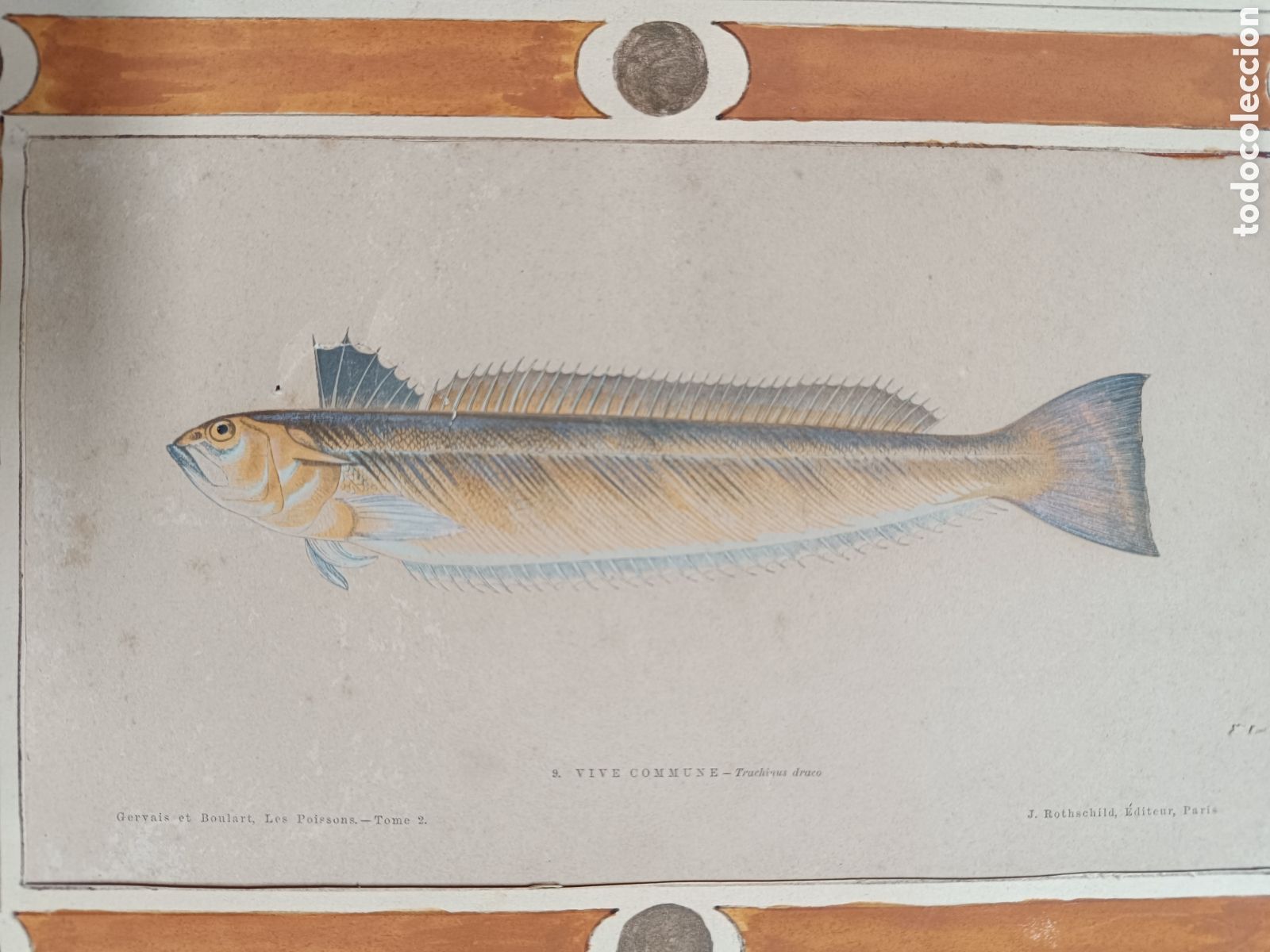 Arte: Antiguo grabado pez