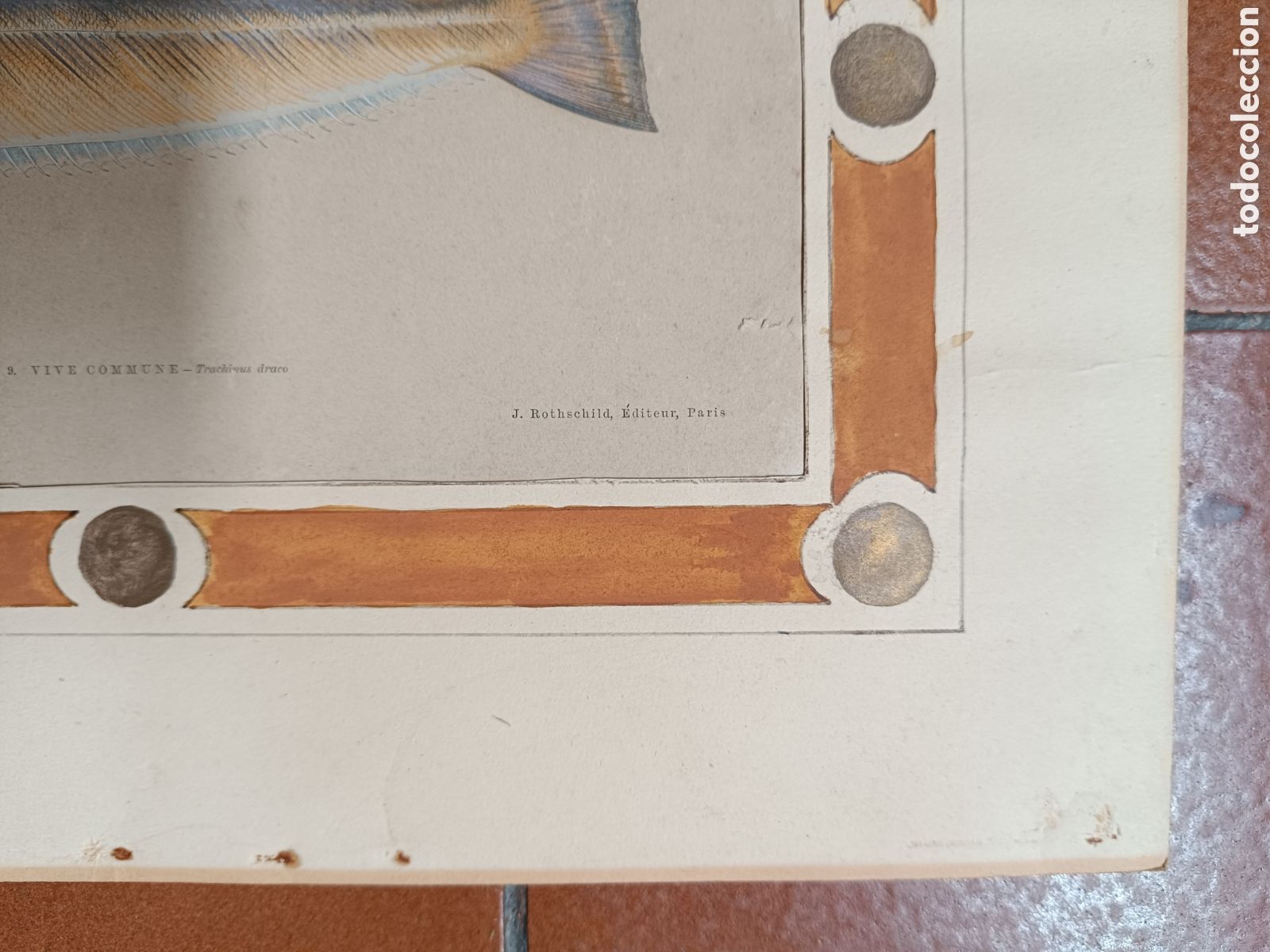 Arte: Antiguo grabado pez - Foto 4
