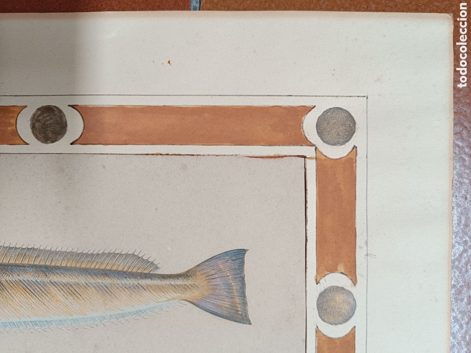 Arte: Antiguo grabado pez - Foto 6