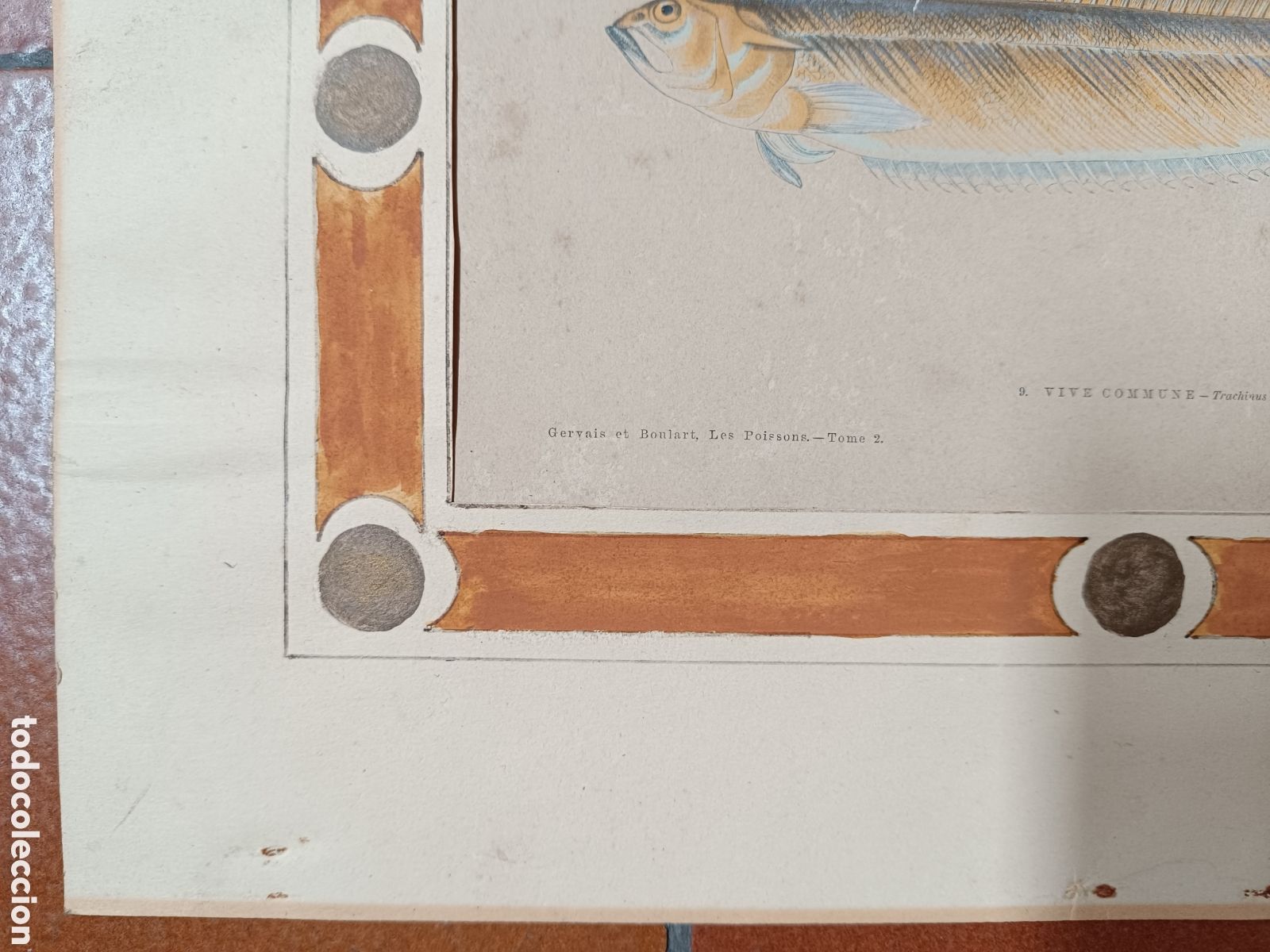 Arte: Antiguo grabado pez - Foto 9