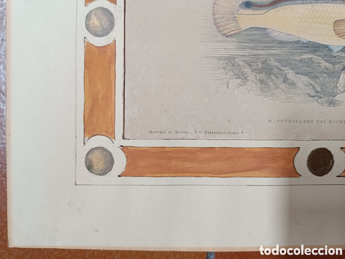 Arte: Antiguo grabado pez - Foto 3