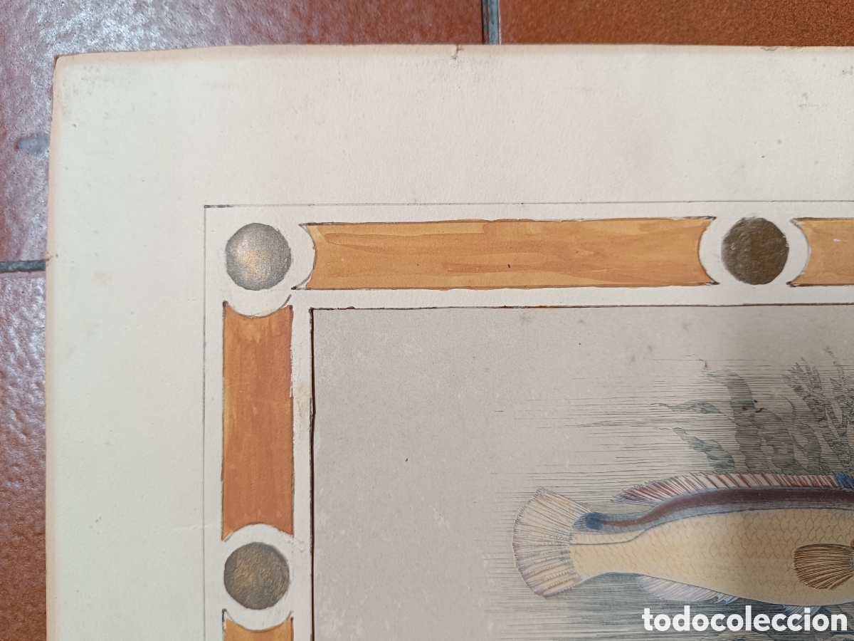 Arte: Antiguo grabado pez - Foto 4