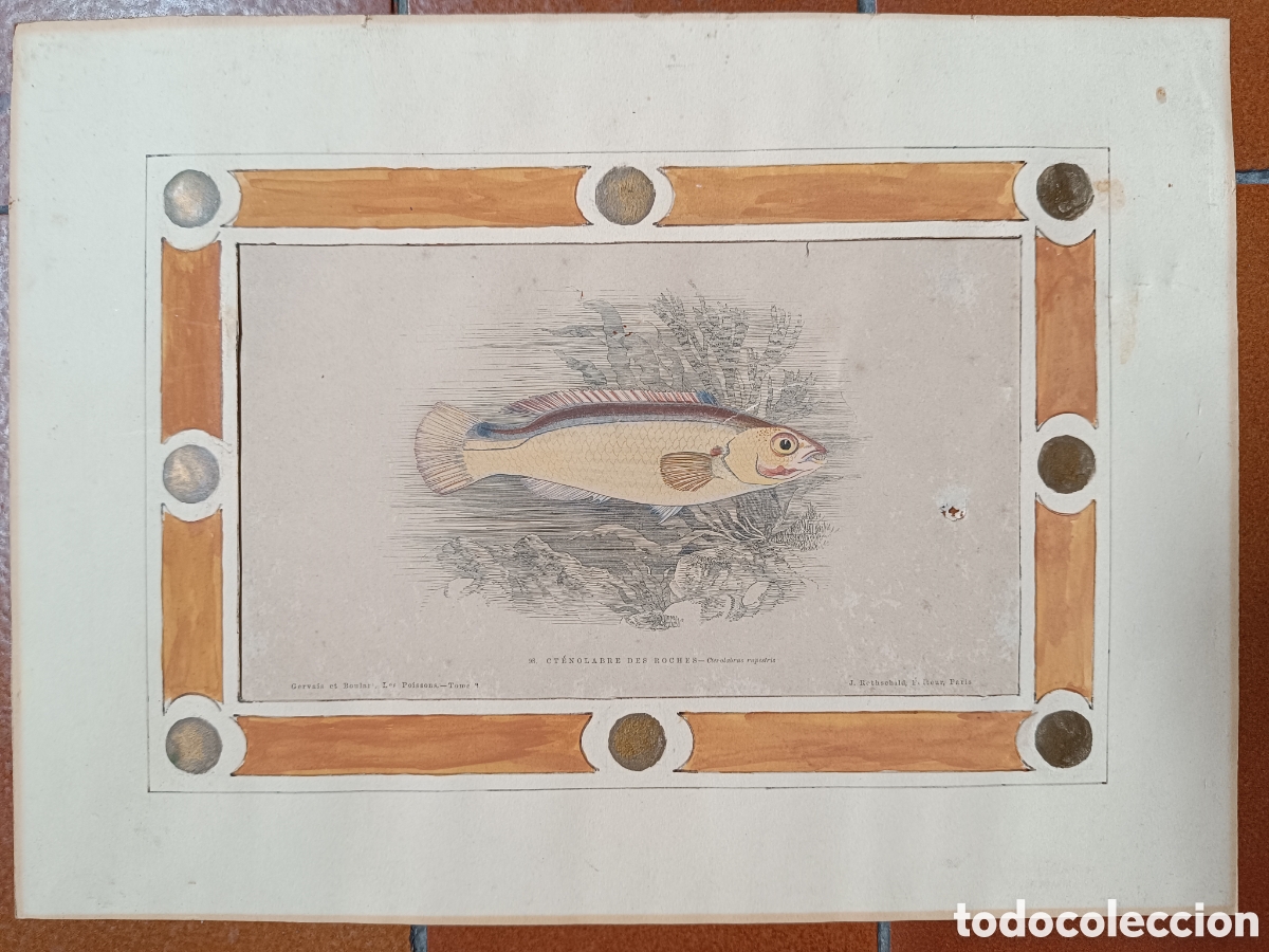 Arte: Antiguo grabado pez - Foto 5