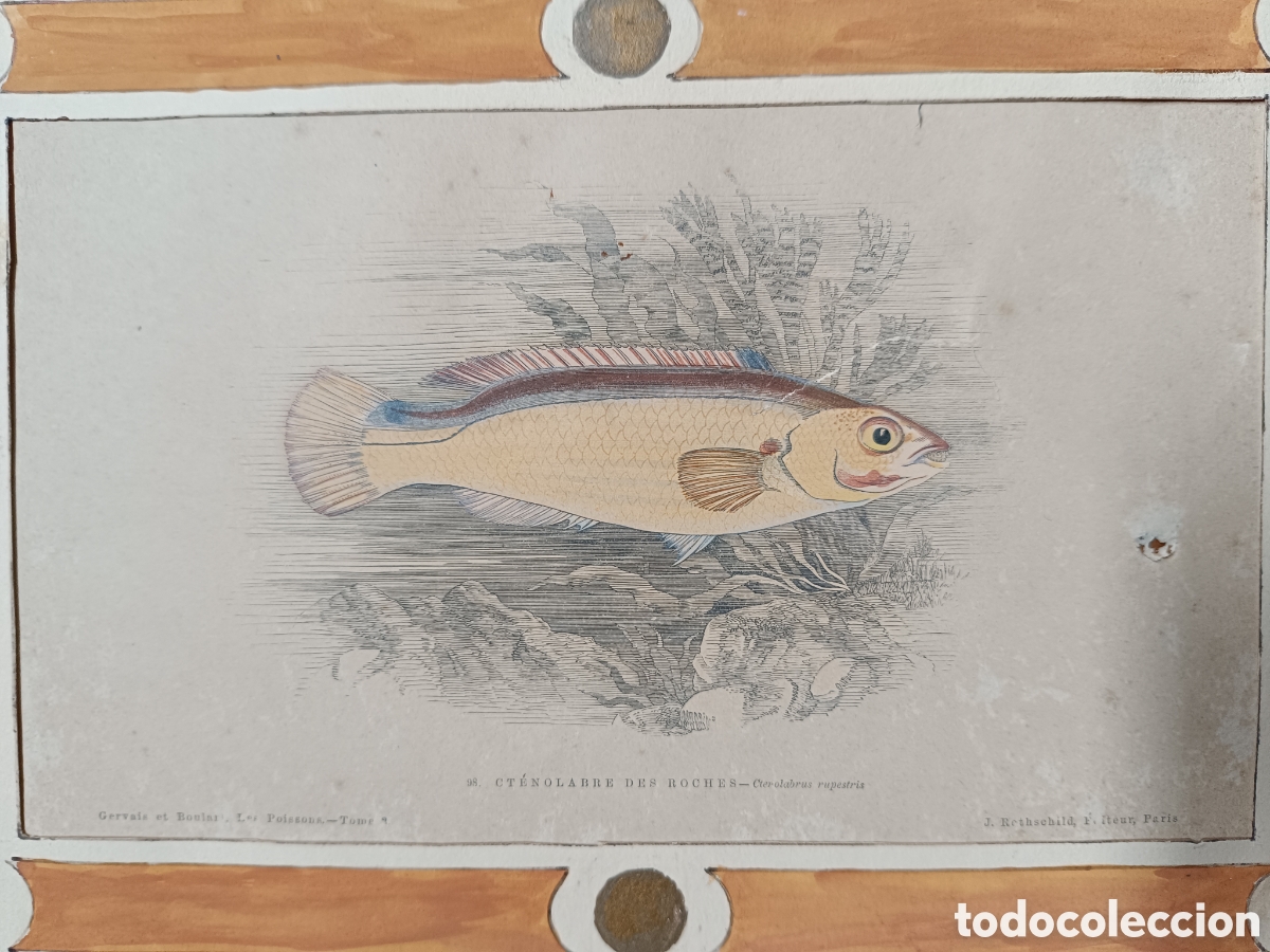 Arte: Antiguo grabado pez