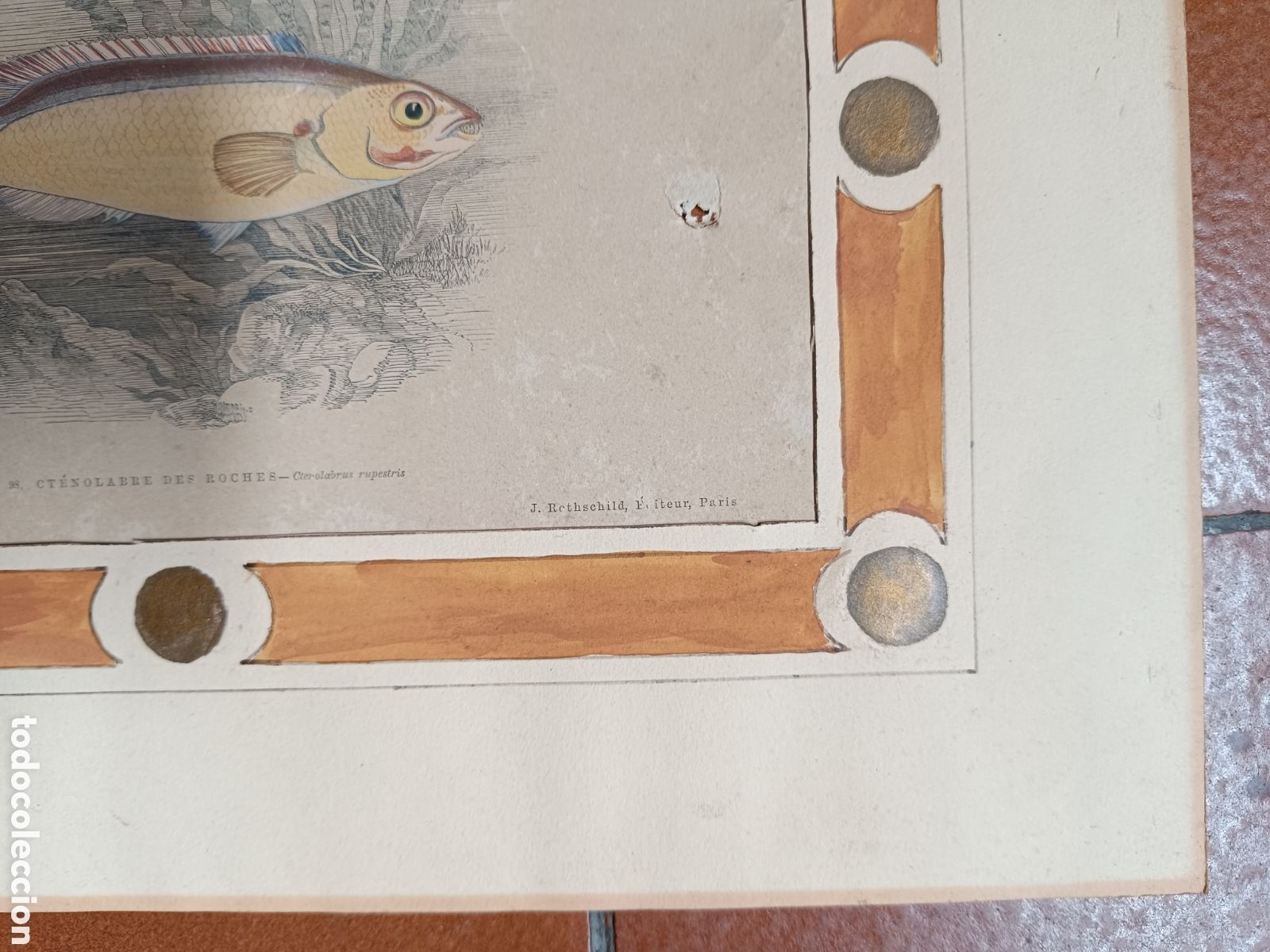 Arte: Antiguo grabado pez - Foto 6