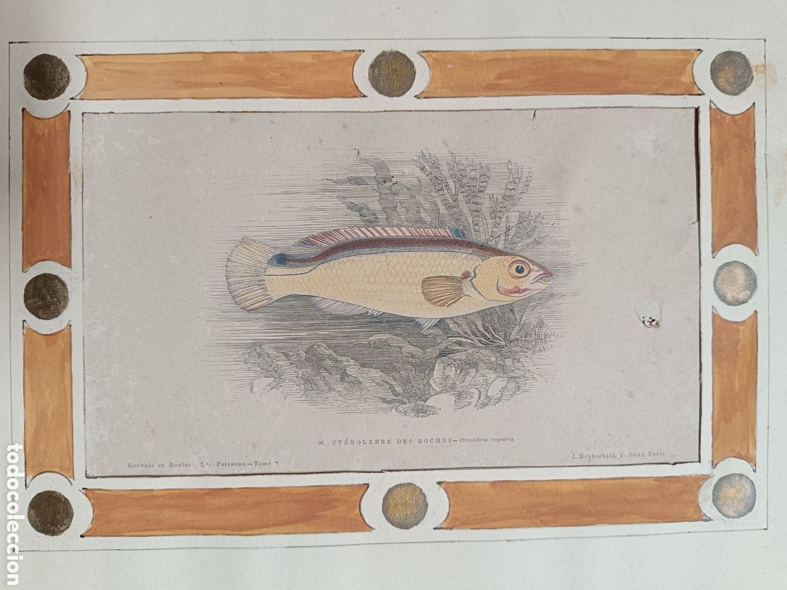 Arte: Antiguo grabado pez - Foto 7