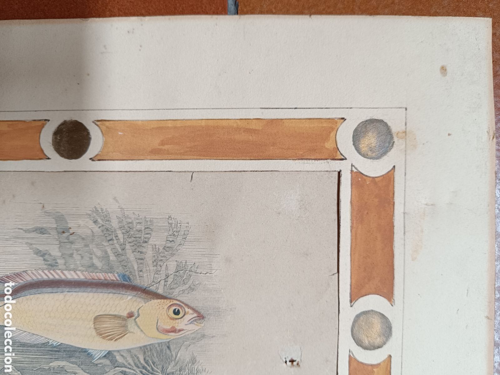Arte: Antiguo grabado pez - Foto 8
