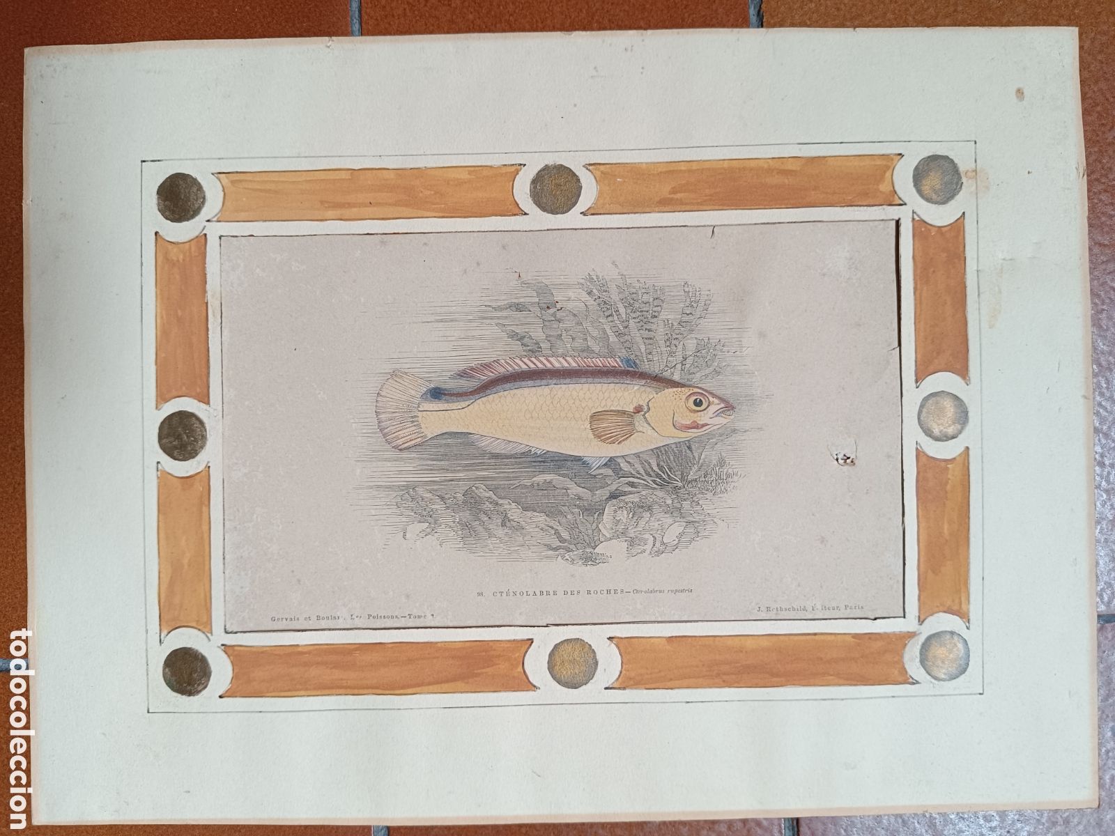 Arte: Antiguo grabado pez - Foto 2