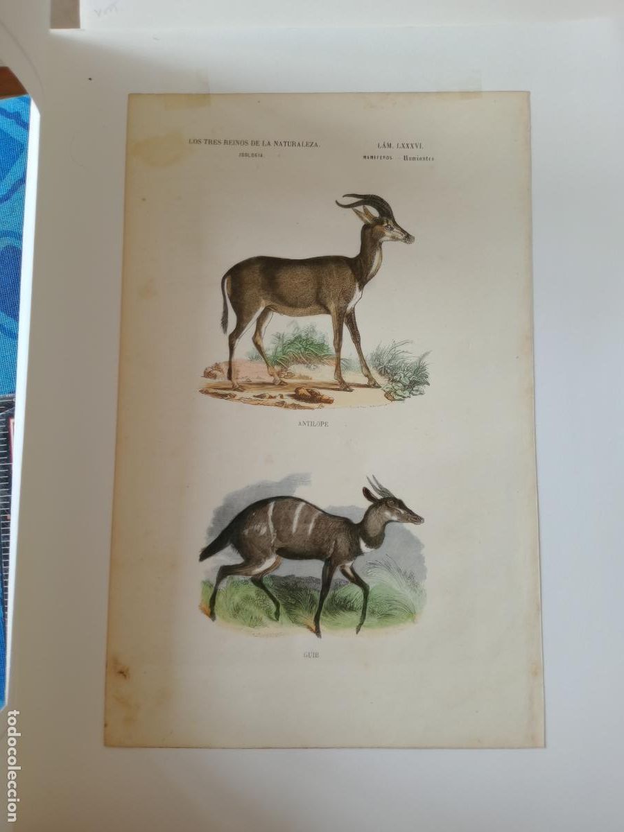 Kunst: Zoolog&iacute;a. Mam&iacute;feros. Los tres reinos de la naturaleza. En paspartus