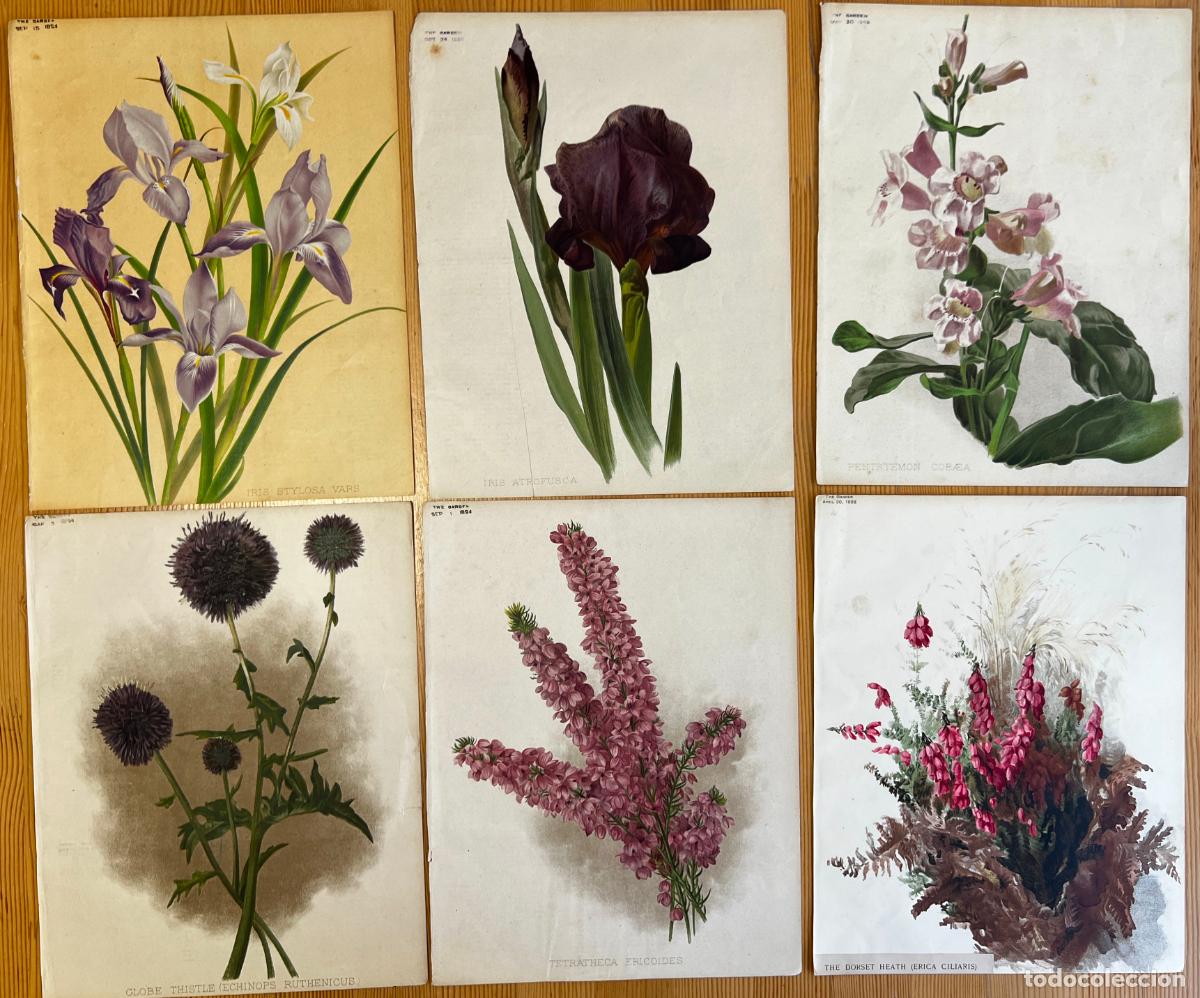 Art: lote de 10 litograf&iacute;as de flores , Londres , the garden