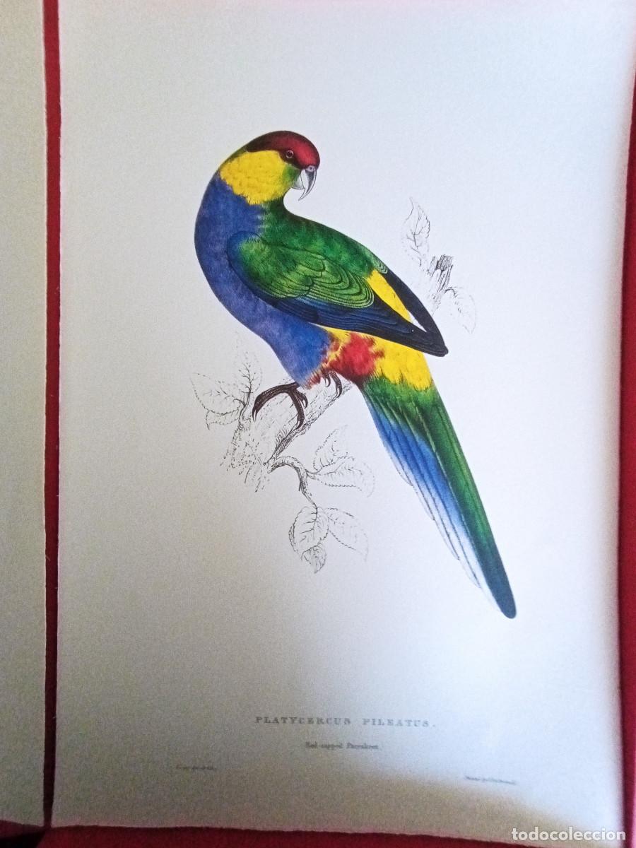 Arte: LAMINA DE ARTE 33x49. LOROS DE EDWARD LEAR. - Foto 1