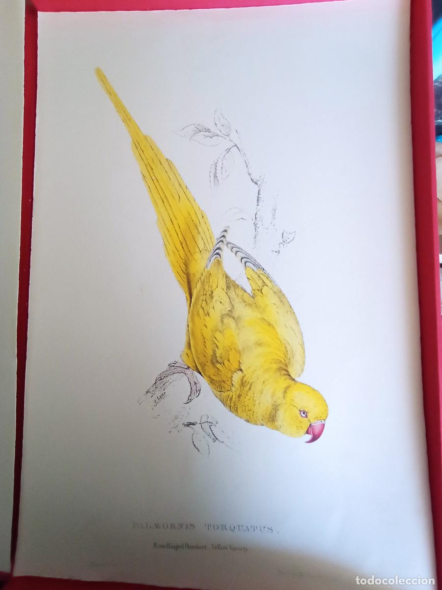 Arte: LAMINA DE ARTE 33x49. LOROS DE EDWARD LEAR. - Foto 1