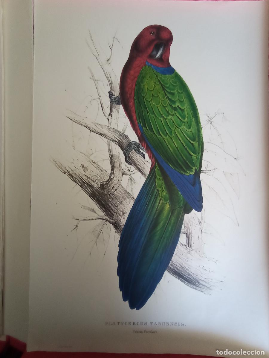 Arte: LAMINA DE ARTE 33x49. LOROS DE EDWARD LEAR. - Foto 1