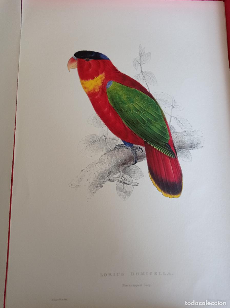Arte: LAMINA DE ARTE 33x49. LOROS DE EDWARD LEAR. - Foto 1