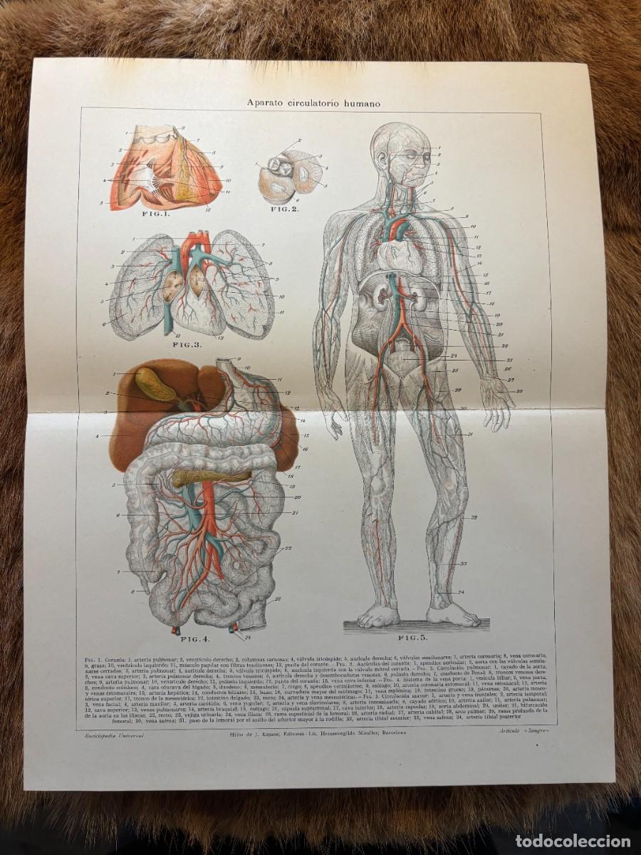 Arte: APARATO CIRCULATORIO HUMANO. LITOGRAF&Iacute;A HERMENEGILDO MIRALLES ESPASA. 1910. PROCEDE DE LA 1&ordf; EDICI&Oacute;N