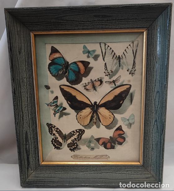 Arte: ANTIGUO CUADRO CON LAMINAS O SIM. DE MARIOSAS, COLLECTIONS M. F