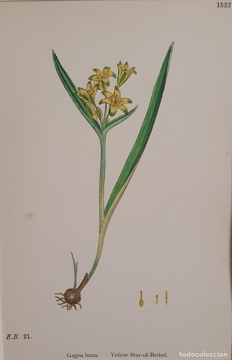 Arte: Litograf&iacute;a a color. English Botany. John Edward Sowerby. Lam. 1522. Gagea Lutea.