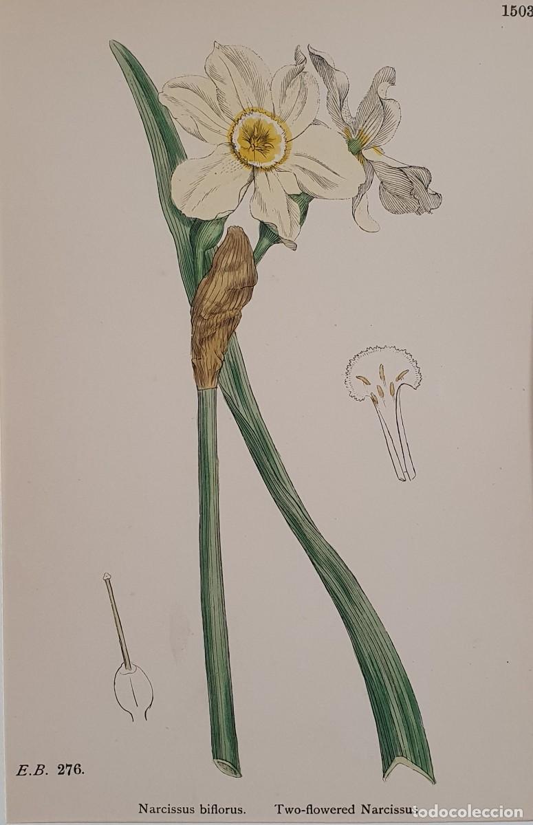 Arte: Litograf&iacute;a a color. English Botany. John Edward Sowerby. Lam. 1503. Narcisus biflorus.