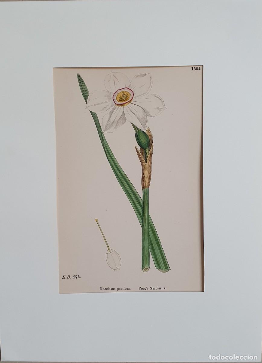 Art: Litograf&iacute;a a color. English Botany. John Edward Sowerby. Lam. 1504. Narcisus poeticus.