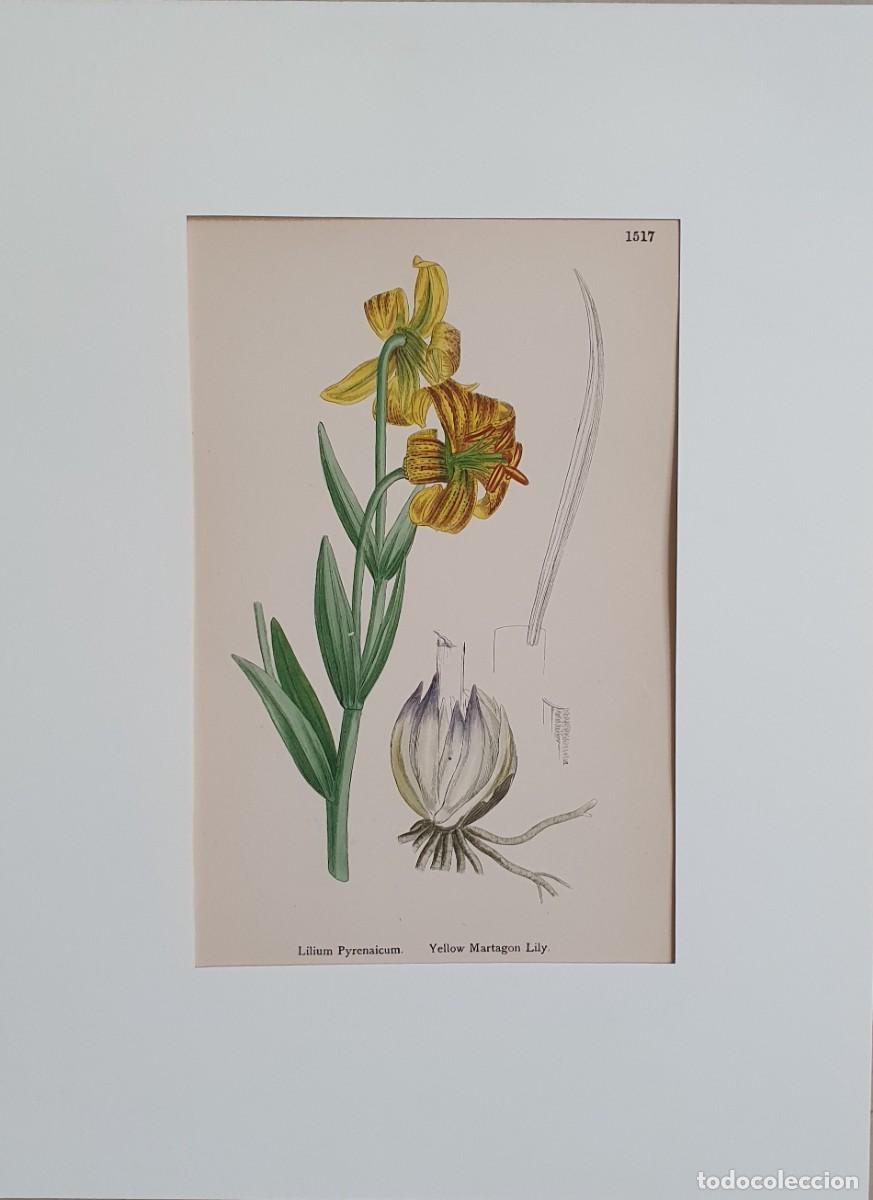 Arte: Litograf&iacute;a a color. English Botany. John Edward Sowerby. Lam. 1517. Lilium Pyrenaicum.