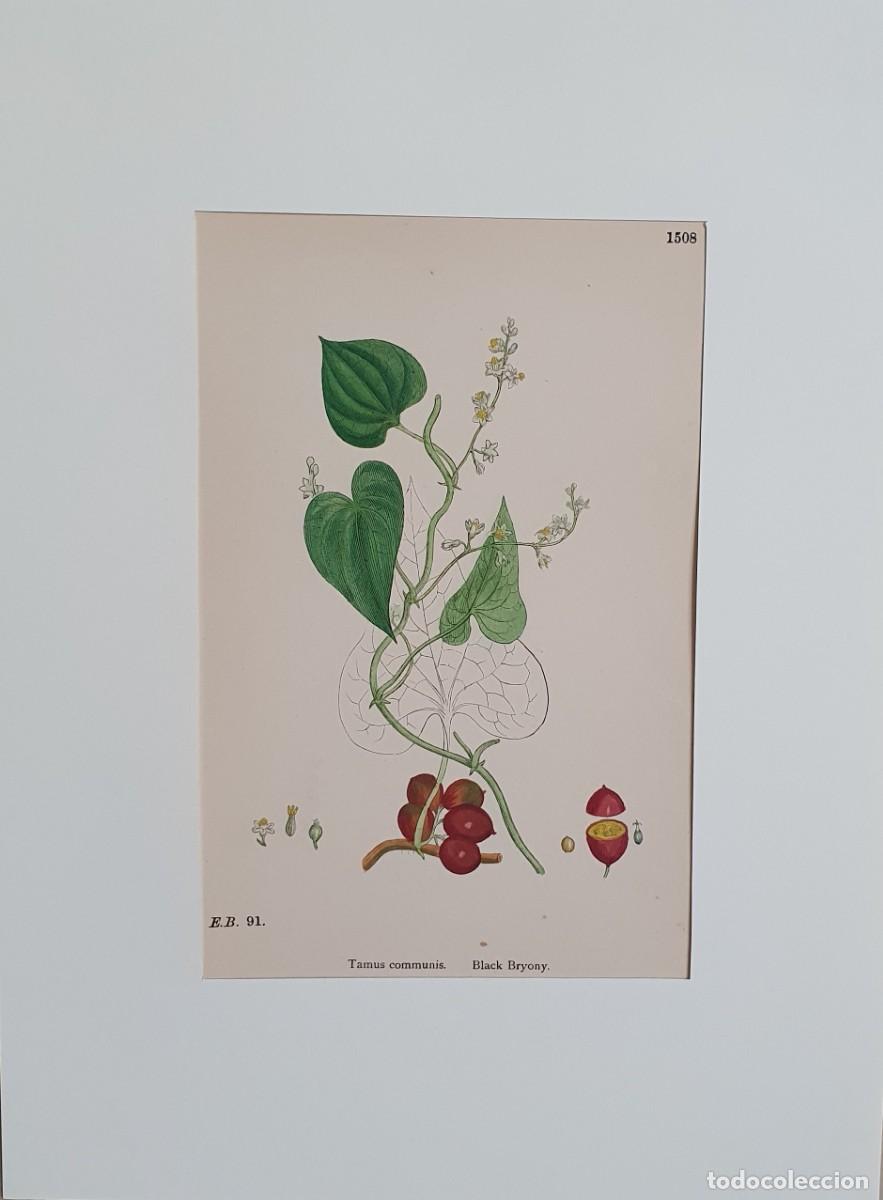 Arte: Litograf&iacute;a a color. English Botany. John Edward Sowerby. Lam. 1508. Tamus communis.
