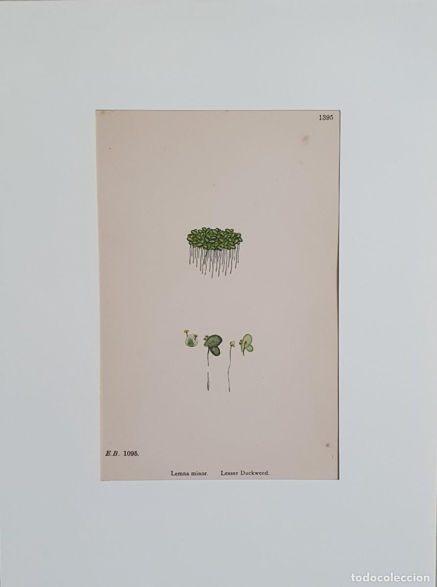 Kunst: Litograf&iacute;a a color. English Botany. John Edward Sowerby. Lam. 1395. Lemna minor.