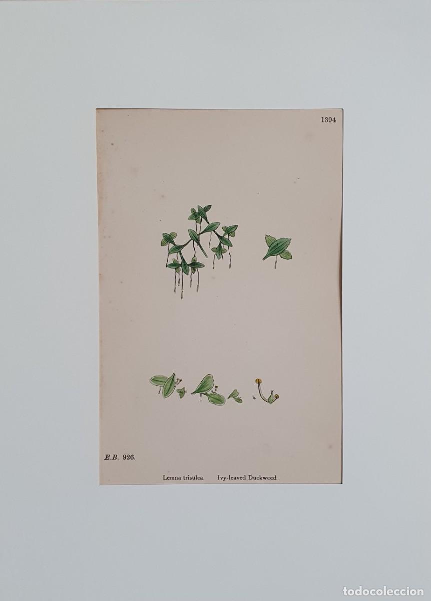 Kunst: Litograf&iacute;a a color. English Botany. John Edward Sowerby. Lam. 1394. Lemna trisulca.