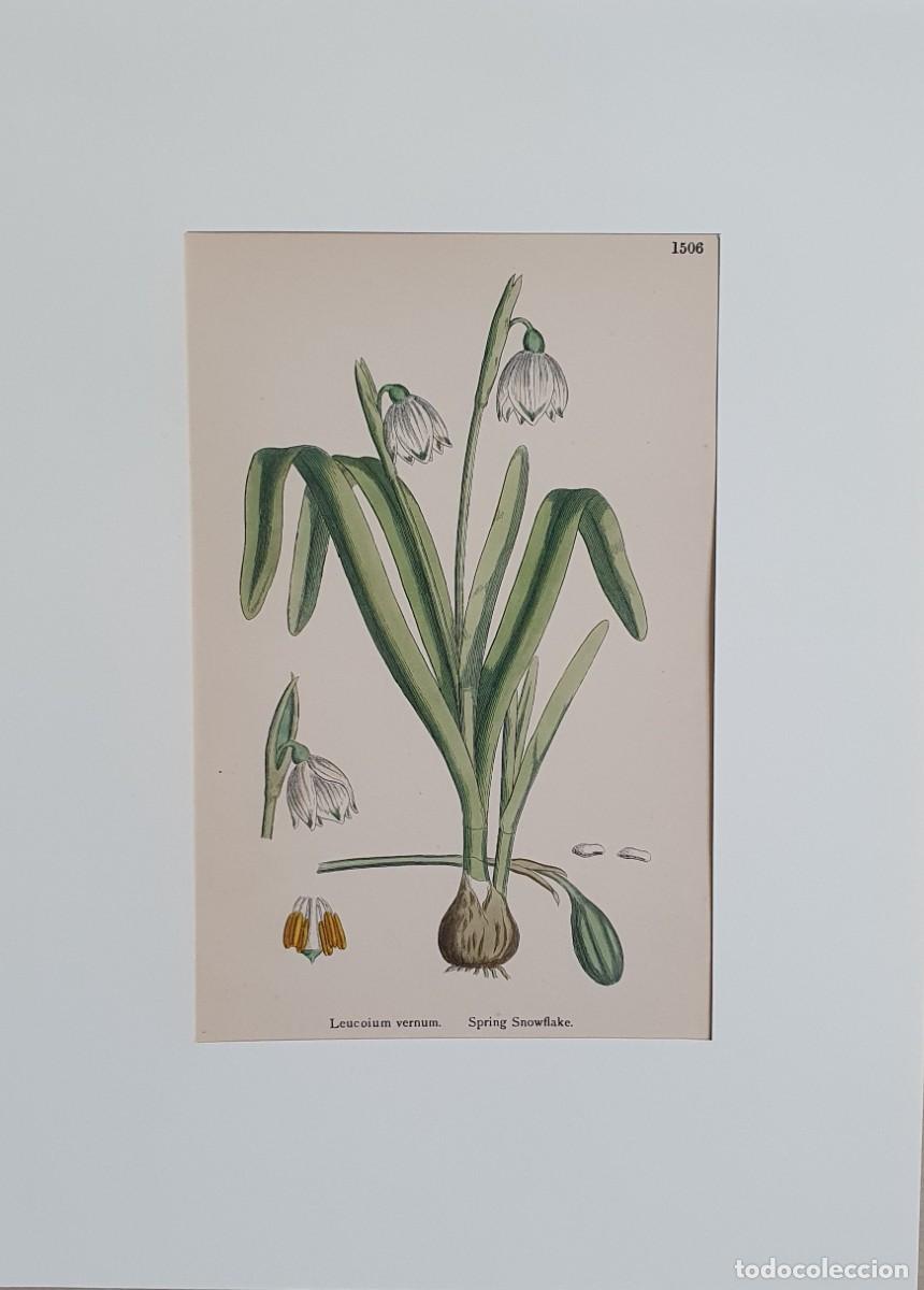 Arte: Litograf&iacute;a a color. English Botany. John Edward Sowerby. Lam. 1506. Leucoium vernum.