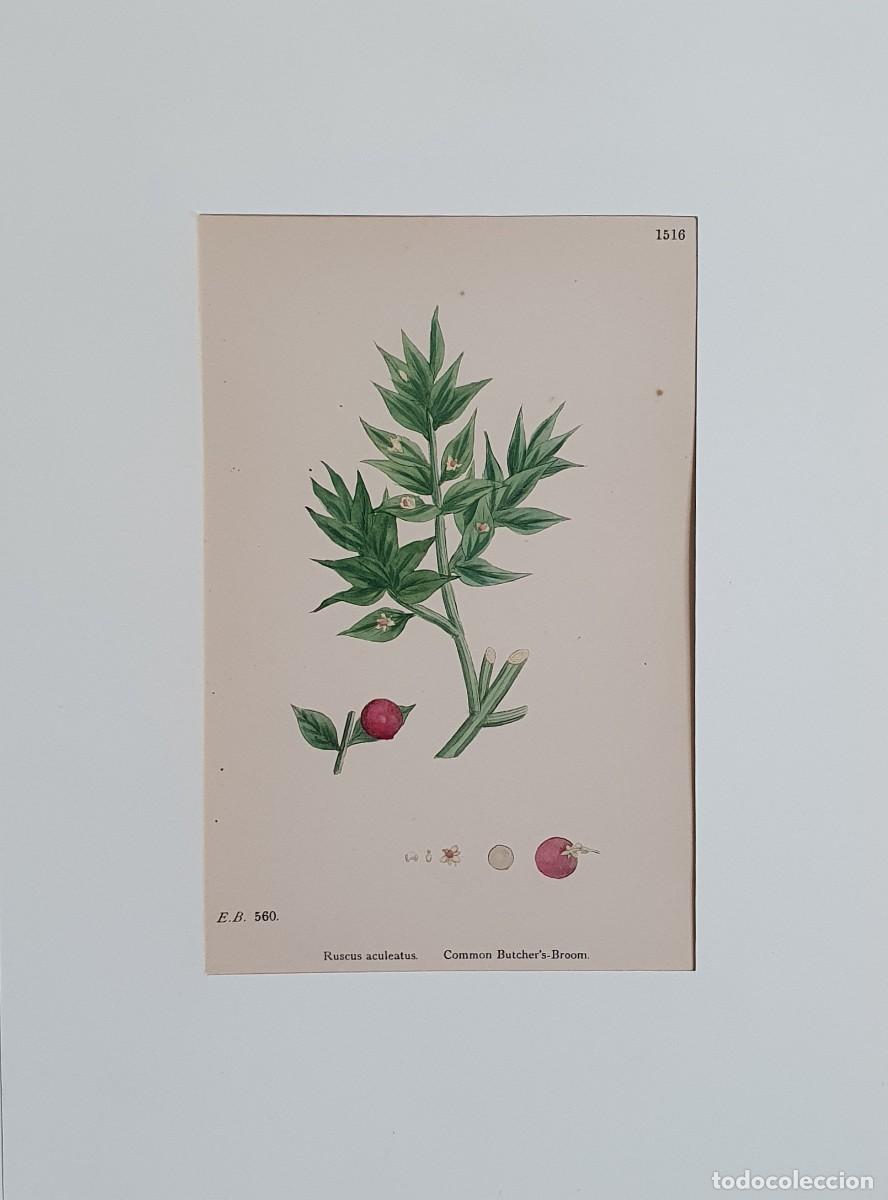 Arte: Litograf&iacute;a a color. English Botany. John Edward Sowerby. Lam. 1516. Ruscus aculeatus.