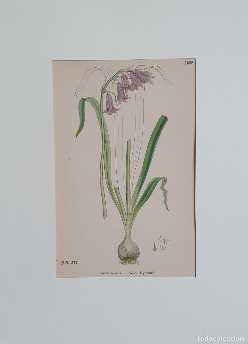 Arte: Litograf&iacute;a a color. English Botany. John Edward Sowerby. Lam. 1528. Scilla nutans.