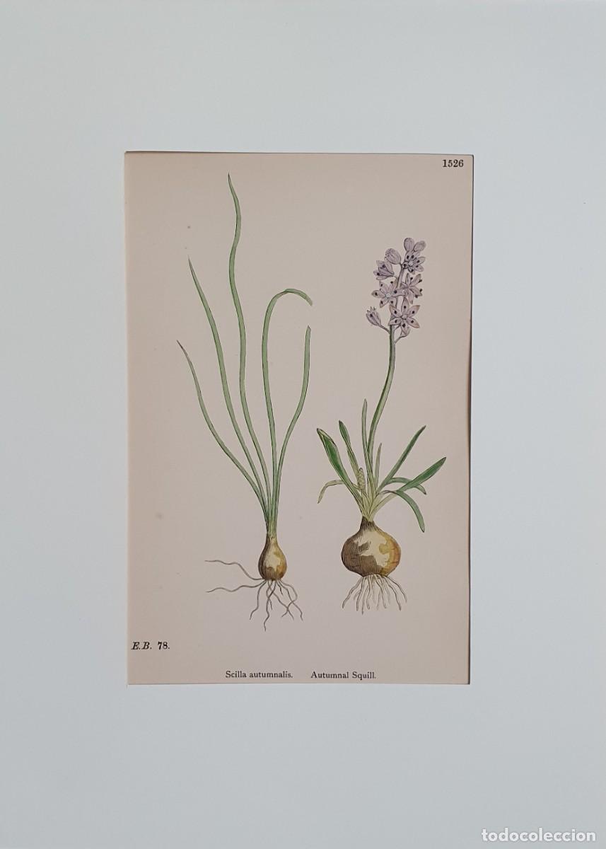 Kunst: Litograf&iacute;a a color. English Botany. John Edward Sowerby. Lam. 1526. Scilla autumnalis.