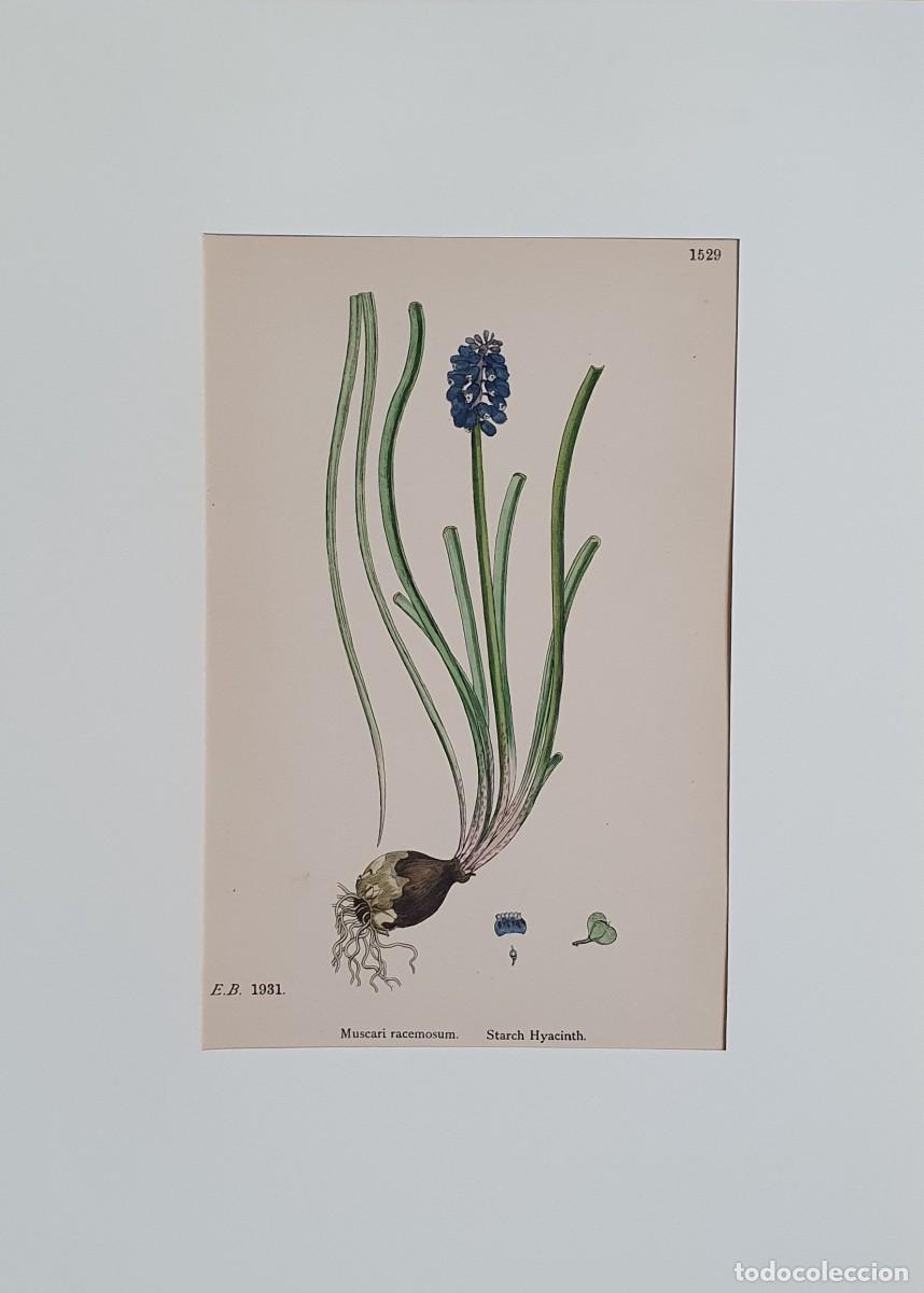 Arte: Litograf&iacute;a a color. English Botany. John Edward Sowerby. Lam. 1529. Muscari racemosum.